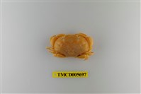 藏品(花紋愛潔蟹)的圖片